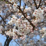 Ny integreringsmelding - vårblomster